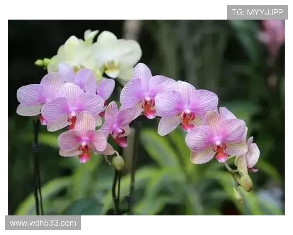 第353期开奖结果震撼揭晓,大奖花落谁家引关注